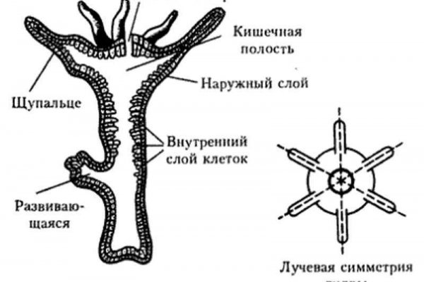 Hydra kraken