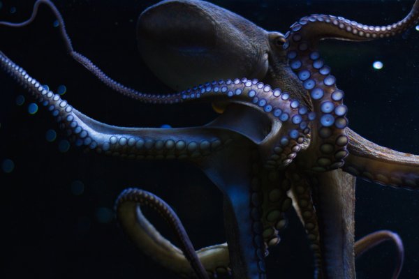 Kraken ссылка зеркало официальный